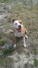 Bullboxer Pit Dogs for adoption in Graniteville, SC, USA