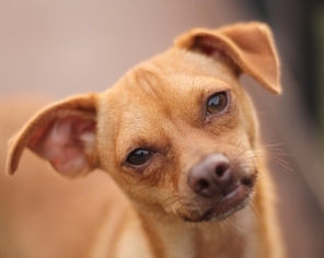 Small Chihuahua-Whippet Mix