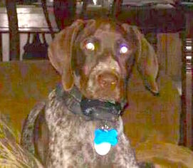 German Shorthaired Pointer Dogs for adoption in Knoxville, TN, USA