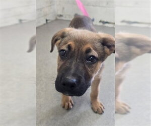 German Shepherd Dog Dogs for adoption in San Bernardino, CA, USA
