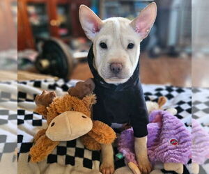 Chinese Shar-Pei-Unknown Mix Dogs for adoption in Evansville, IN, USA