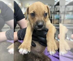 American Pit Bull Terrier-Unknown Mix Dogs for adoption in Corpus Christi, TX, USA