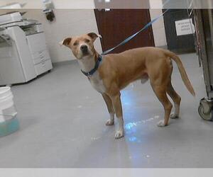 American Pit Bull Terrier-Unknown Mix Dogs for adoption in Fayetteville, NC, USA