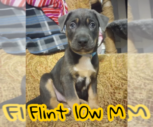 Labrador Retriever-Unknown Mix Dogs for adoption in The Woodlands, TX, USA