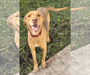 Unknown-Vizsla Mix Dogs for adoption in Lighthouse Point, FL, USA