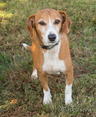 Doxle Dogs for adoption in Alpharetta, GA, USA