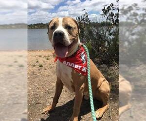 Bulloxer Dogs for adoption in El Cajon, CA, USA