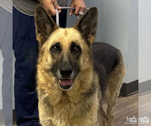 German Shepherd Dog-Unknown Mix Dogs for adoption in Washington, DC, USA