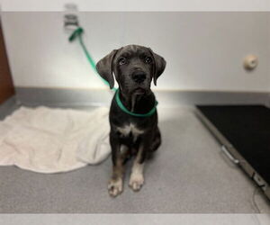 American Pit Bull Terrier Dogs for adoption in Rancho Cucamonga, CA, USA