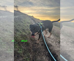 Rottweiler-Unknown Mix Dogs for adoption in Woodland Hills, CA, USA