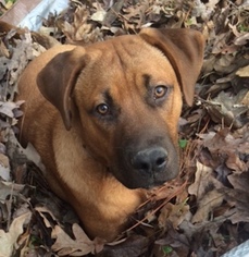 Small Labrador Retriever Mix