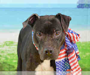 Small American Staffordshire Terrier Mix