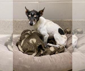 Rat Terrier Dogs for adoption in Virginia Beach, VA, USA