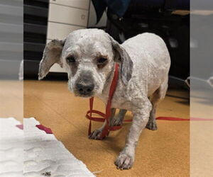 Mutt Dogs for adoption in Martinez, CA, USA