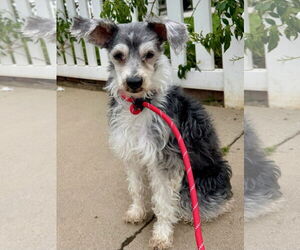 Miniature Schnauzer-Unknown Mix Dogs for adoption in Newport Beach, CA, USA