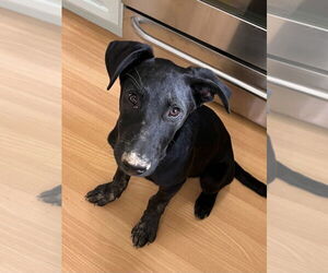 Labrador Retriever-Unknown Mix Dogs for adoption in Salt Lake City, UT, USA