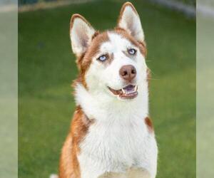 Siberian Husky Dogs for adoption in Camarillo, CA, USA