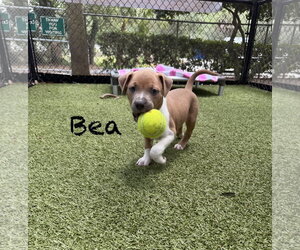Bulldog-Unknown Mix Dogs for adoption in Hilton Head, SC, USA