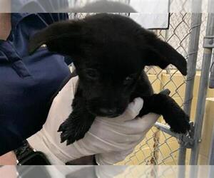 German Shepherd Dog-Unknown Mix Dogs for adoption in Tulsa, OK, USA