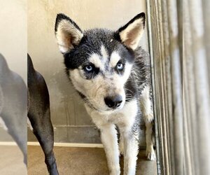 Siberian Husky Dogs for adoption in San Bernardino, CA, USA