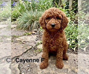 Poodle (Miniature)-Unknown Mix Dogs for adoption in Studio City, CA, USA