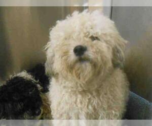 Maltipoo Dogs for adoption in Orange, CA, USA
