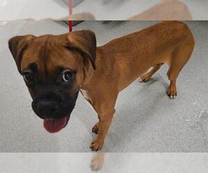 Boxer Dogs for adoption in Orange, CA, USA