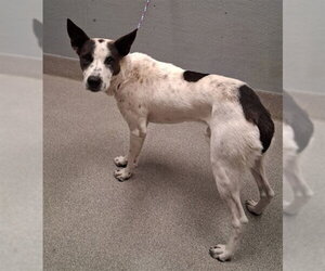 Border Collie-Unknown Mix Dogs for adoption in Las Vegas, NV, USA