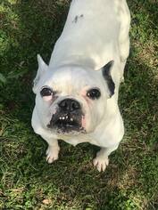 Free-Lance Bulldog Dogs for adoption in Von Ormy, TX, USA