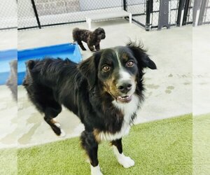 Australian Shepherd Dogs for adoption in Valrico, FL, USA