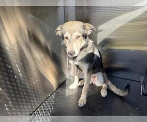 Alaskan Klee Kai-Unknown Mix Dogs for adoption in Grand Prairie, TX, USA