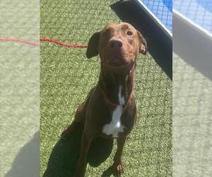 Labrador Retriever-Unknown Mix Dogs for adoption in Pasadena, TX, USA