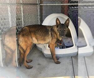 Mutt Dogs for adoption in Redlands, CA, USA