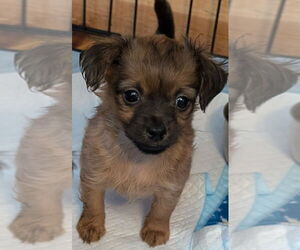 Chihuahua-Unknown Mix Dogs for adoption in San Bernardino, CA, USA