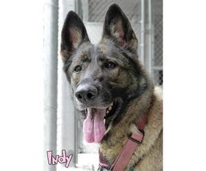 German Shepherd Dog Dogs for adoption in Mason, MI, USA