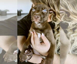 Borador Dogs for adoption in GILBERTS, IL, USA