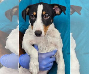 Jack Russell Terrier-Unknown Mix Dogs for adoption in Royal Palm Beach, FL, USA