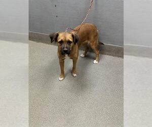 Unknown-Welsh Springer Spaniel Mix Dogs for adoption in Las Vegas, NV, USA