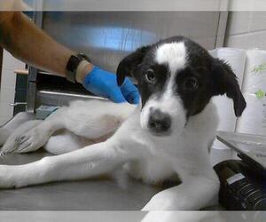 Border Collie Dogs for adoption in Fayetteville, NC, USA