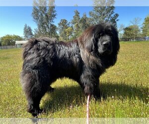 Tibetan Mastiff Dogs for adoption in San Francisco, CA, USA