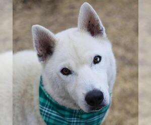 Siberian Husky-Unknown Mix Dogs for adoption in San Antonio, TX, USA