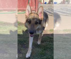 German Shepherd Dog-Huskies  Mix Dogs for adoption in La Mesa, CA, USA