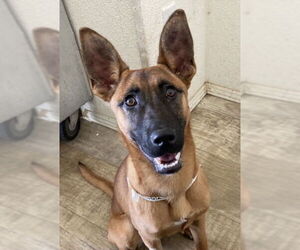 German Shepherd Dog-Unknown Mix Dogs for adoption in San Diego, CA, USA