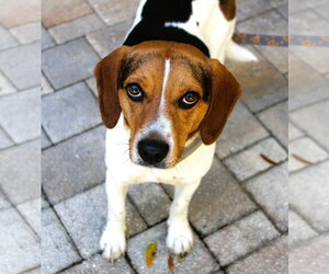 Beagle Dogs for adoption in Dunnellon, FL, USA