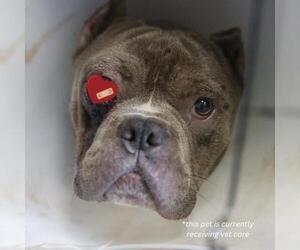American Bulldog-Unknown Mix Dogs for adoption in San Antonio, TX, USA