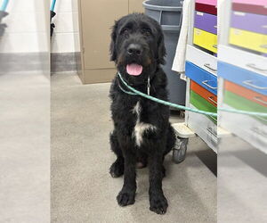 Mutt Dogs for adoption in Forestville, MD, USA