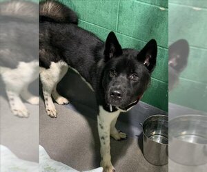 Akita Dogs for adoption in Forestville, MD, USA