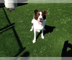 Border-Aussie Dogs for adoption in Kansas City, MO, USA