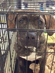 American Bulldog Dogs for adoption in Ponca City, OK, USA
