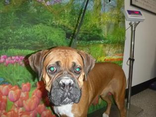 Medium Photo #1 Boxer Puppy For Sale in Henderson, NV, USA